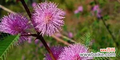 探索松虫草的花语及其内涵 松虫草花语