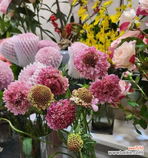 探索松虫草的花语及其内涵 松虫草花语