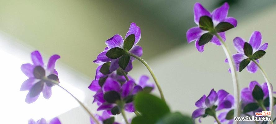 探索松虫草的花语及其内涵 松虫草花语