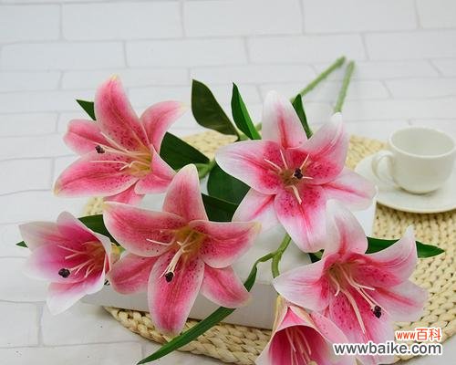 探索百合花的寓意与传统文化 百合花的象征意义