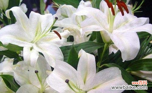 探索百合花的寓意与传统文化 百合花的象征意义