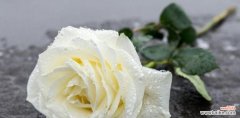 纯洁 白玫瑰的含义与象征