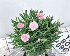 用康乃馨传递爱与关怀 康乃馨花语与闺蜜情谊