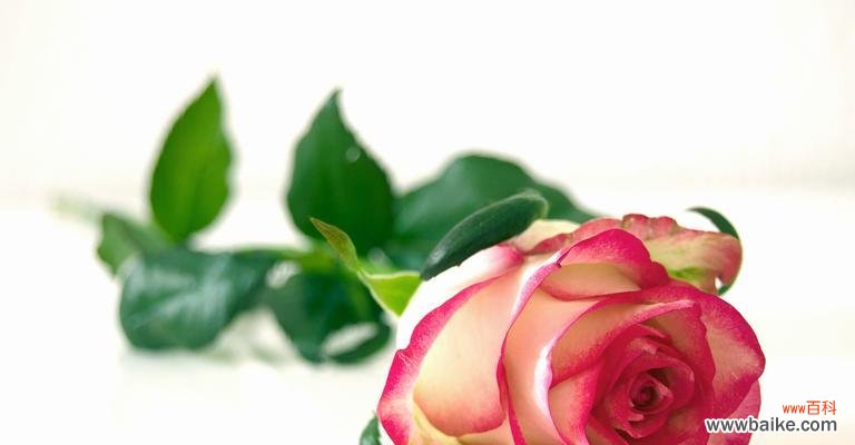 探索红玫瑰的浪漫与热情 红玫瑰的象征意义与文化背景