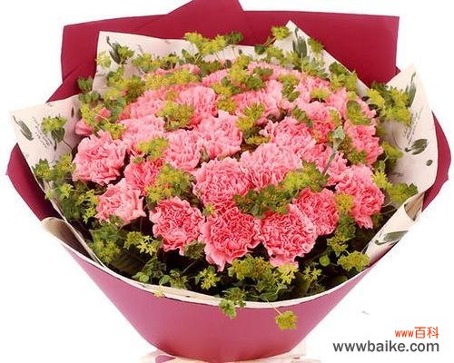 揭开康乃馨背后的花语密码 康乃馨的花语及意义