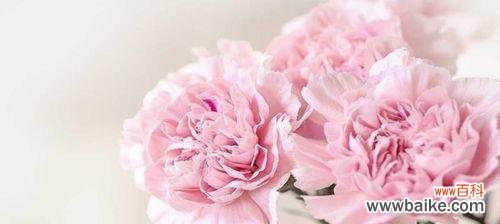 用康乃馨传递师恩 康乃馨花语与寓意——送给老师的美好祝福