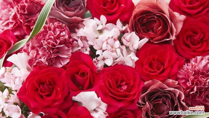 用康乃馨传递师恩 康乃馨花语与寓意——送给老师的美好祝福