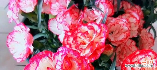 探究康乃馨在不同场合中的寓意及表达方式 康乃馨的花语与传达情感之道