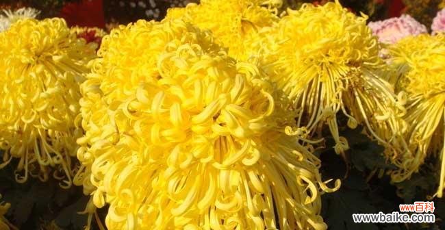 解读菊花的寓意和用途 菊花的象征意义及送菊花的文化传统