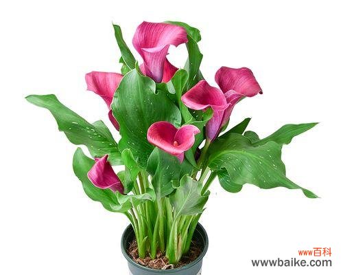 寄托情感的花语与象征意义 以送马蹄莲花代表什么