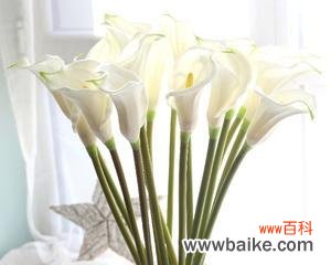 寄托情感的花语与象征意义 以送马蹄莲花代表什么