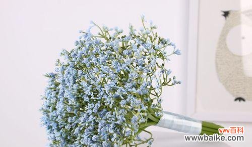 浪漫绽放祝福满天 送满天星的含义与传说