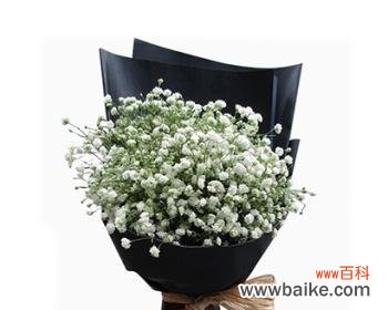 美丽而深刻的花语与情感表达 送满天星的寓意及象征意义