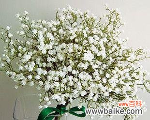 美丽而深刻的花语与情感表达 送满天星的寓意及象征意义