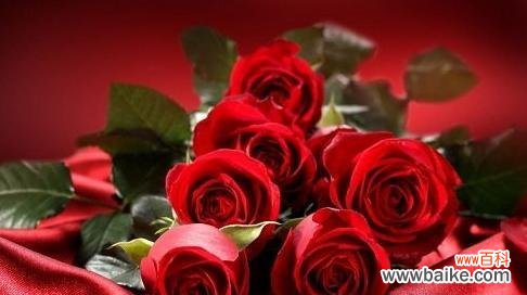 以送玫瑰花表达情感的深意 玫瑰花的寓意与象征
