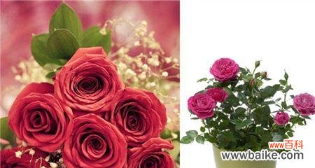 以送玫瑰花表达情感的深意 玫瑰花的寓意与象征