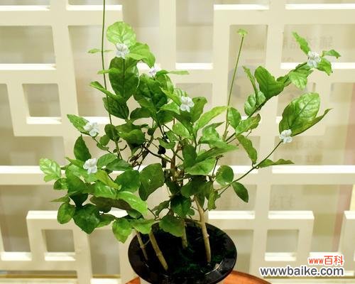 解析茉莉花送礼的深层寓意 茉莉花的寓意与象征意义