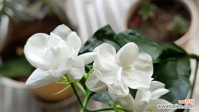 解析茉莉花送礼的深层寓意 茉莉花的寓意与象征意义