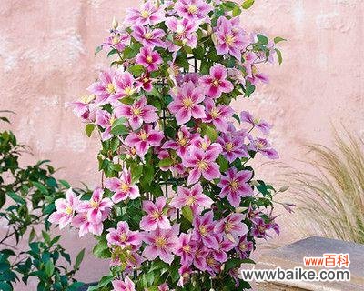 以花语传递真挚情感的不二之选 送男朋友的最佳花卉选择