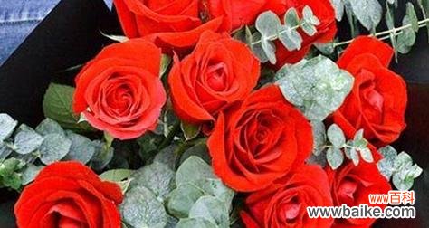 玫瑰花的传情之道与深层寓意 玫瑰花的数量代表的含义