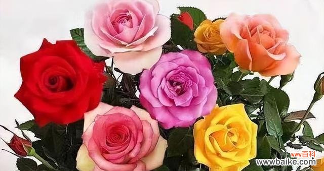 玫瑰花的传情之道与深层寓意 玫瑰花的数量代表的含义