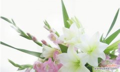 传递真挚友谊与美好祝愿 百合花的象征意义及送人百合花的寓意