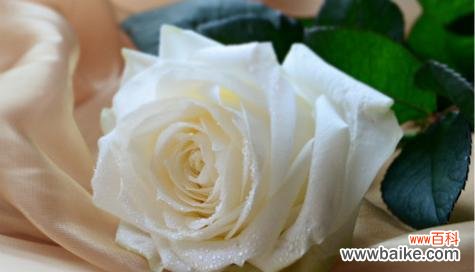 用花语传递心意 送人白玫瑰的含义