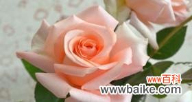 揭示粉色玫瑰的爱情与浪漫 粉色玫瑰的寓意与象征