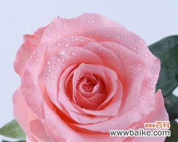 揭示粉色玫瑰的爱情与浪漫 粉色玫瑰的寓意与象征