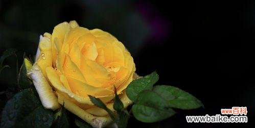 探寻黄玫瑰的寓意与情感表达 黄玫瑰的含义——爱与友谊之象征