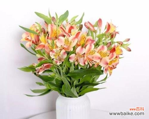 以送什么花代表友谊长久 友谊长久，花言不灭