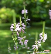 以随意草的花语见证自由之美 随意草的花语