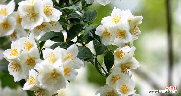 和平 以太平花的寓意与意义