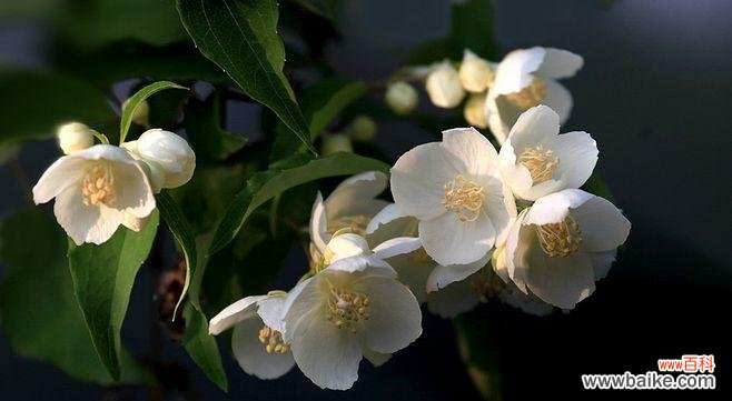 和平 以太平花的寓意与意义