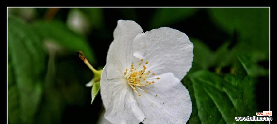 和平 以太平花的寓意与意义