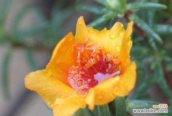 揭示以太阳花的内涵和象征 以太阳花的花语和象征意义