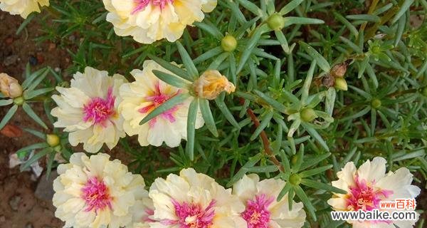 探寻以太阳花的秘密——揭示其象征意义与精神内涵 以太阳花的象征意义和精神