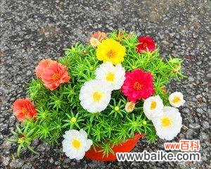 探寻以太阳花的秘密——揭示其象征意义与精神内涵 以太阳花的象征意义和精神