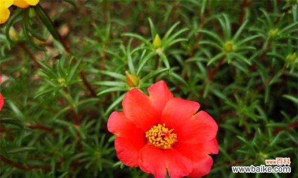 探寻以太阳花的秘密——揭示其象征意义与精神内涵 以太阳花的象征意义和精神