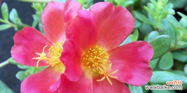 阳光照耀下的希望与坚强 以太阳花的寓意和花语