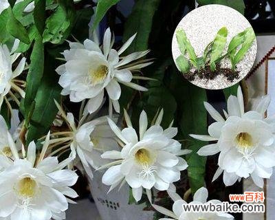 探究昙花的寓意及其在风水中的象征意义 昙花寓意与象征风水