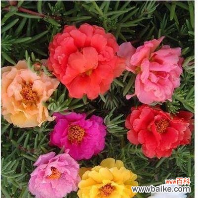 一朵向阳的花儿 以太阳花为主题的寓意和感悟