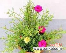 一朵向阳的花儿 以太阳花为主题的寓意和感悟