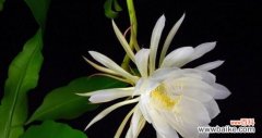 昙花的传说故事和花语意义 昙花传说与花语解读