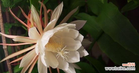 探索昙花的生命之美与象征意义 昙花的花语与寓意