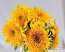 传递温暖与希望的花语 以太阳花花语之美丽绽放