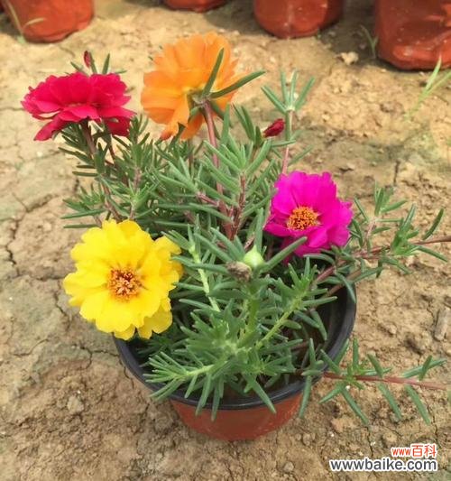 阳光的使者——以太阳花的美丽与深意 以太阳花的寓意与象征