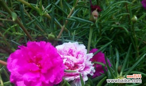 探寻以太阳花的神秘力量 以太阳花花语的象征意义