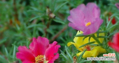 探寻以太阳花的神秘力量 以太阳花花语的象征意义