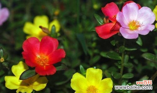 探寻以太阳花的神秘力量 以太阳花花语的象征意义